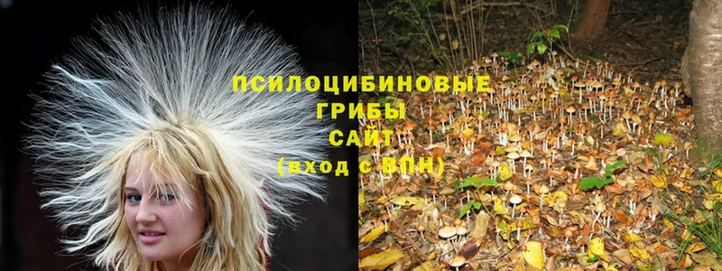 Галлюциногенные грибы Psilocybe  Мирный 